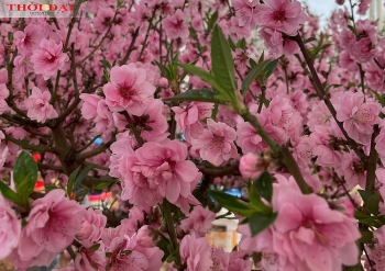 Kiếm trăm triệu đồng nhờ loại hoa đào rừng lai anh đào 