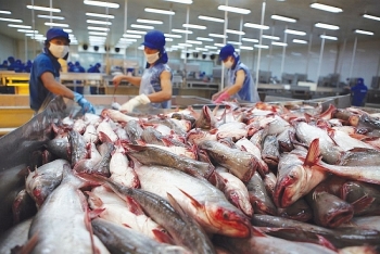 xuat khau thuy san viet nam vao eu tang dot bien