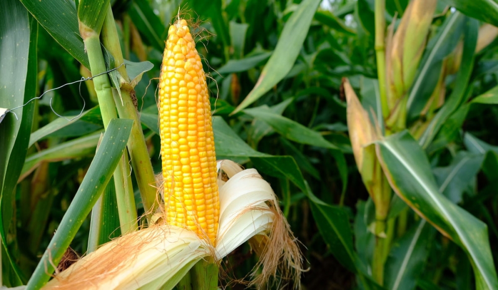 Bộ NN&PTNT được công nhận cơ sở khảo nghiệm sinh vật biến đổi gen Bộ NN&PTNT được quyền công nhận cơ sở khảo nghiệm sinh vật biến đổi gen