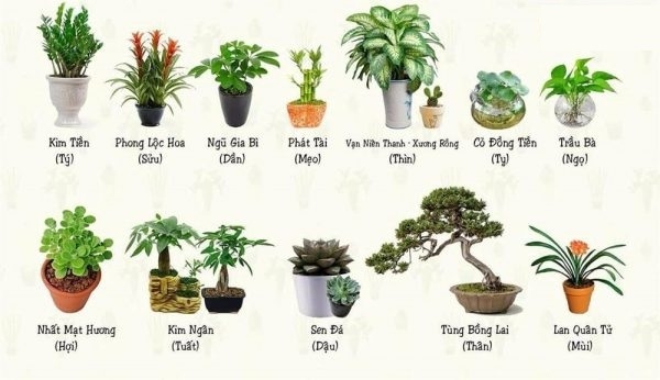 Tuổi nào, con giáp nào nên trồng cây ở ban công?