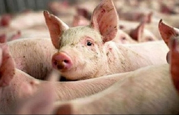 Giá heo hơi hôm nay (14/1): Nhiều tỉnh thành tăng 3000 đồng/kg