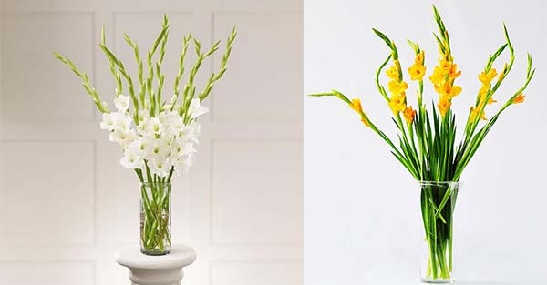 Những loài hoa nên đặt trên ban thờ ngày Tết để thu hút tài lộc