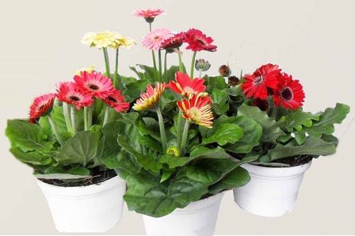 Những loài hoa nên đặt trên ban thờ ngày Tết để thu hút tài lộc