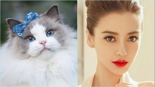 Tử vi tuần mới tuổi Mão (8/2 đến 14/2/2021): Sự nghiệp, tiền tài, tình yêu