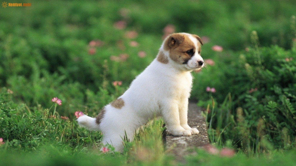 Tử vi tuần mới 22/3 đến 28/3/2021 tuổi Tuất: Quý nhân phù trợ, phát tài phát lộc