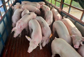 Giá heo hơi hôm nay (26/6): Dịch tả lợn châu Phi tái bùng phát ở nhiều nơi
