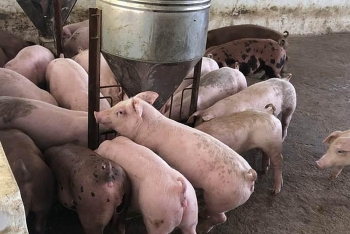 gia heo hoi hom nay 277 sau 1 thang nhap lon tu thai lan gia van chua ha nhiet