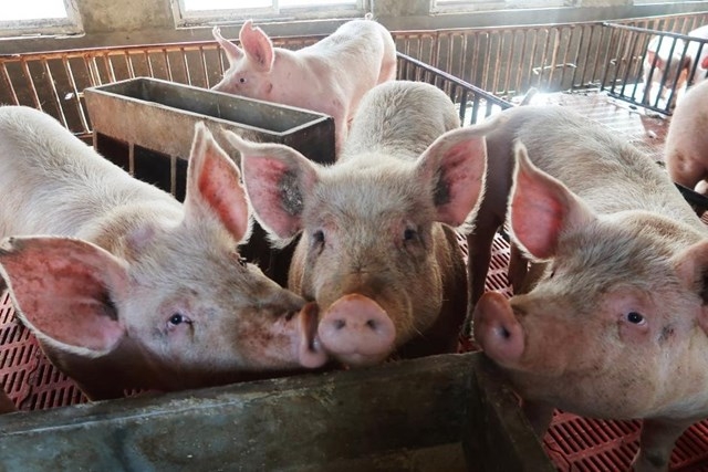 3942 pig ubpp 1459