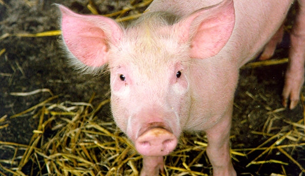 3437 pig facts nick saltmarsh flickr