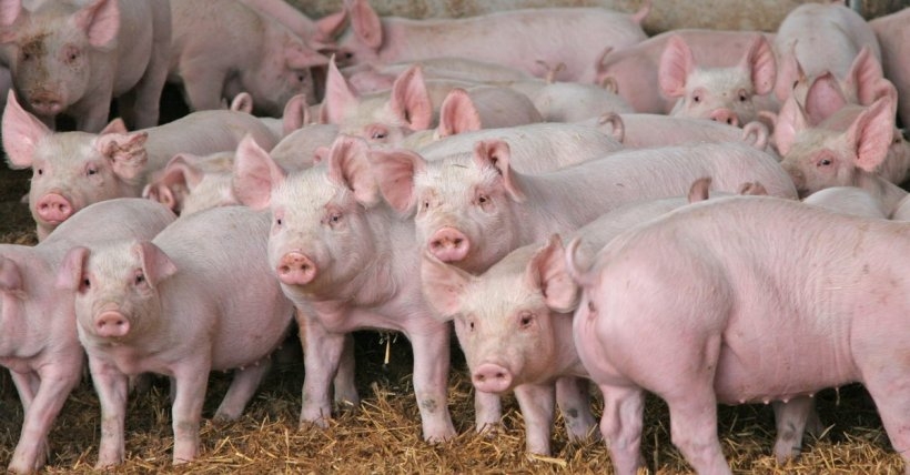1650 weaners 135871