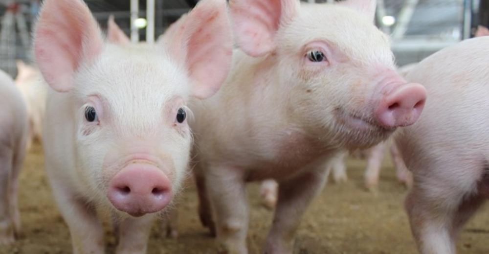 2040 purinapig photo