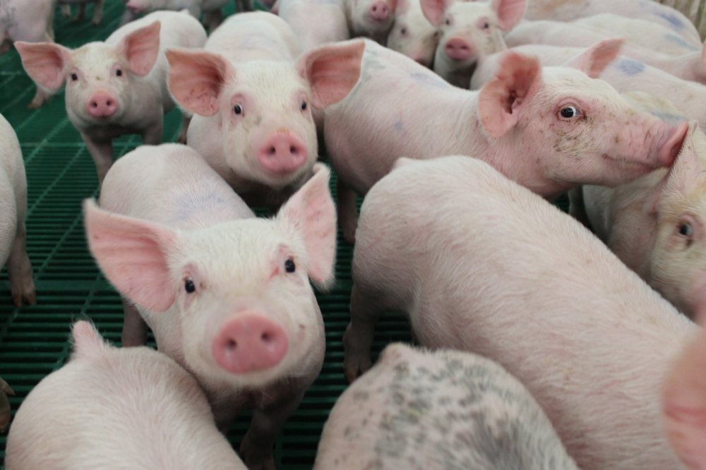 2303 pigs facing camera