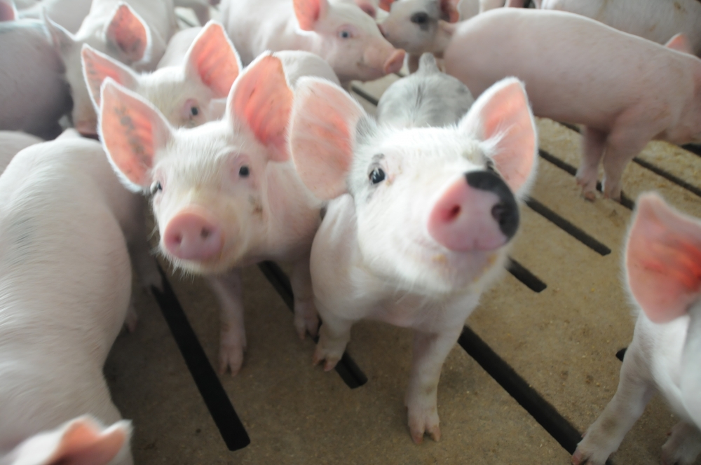 5614 piglets pigs baby swine 5