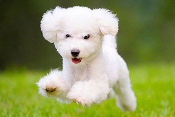 Tử vi tuổi Tuất tháng 10/2021: Tình duyên trục trặc