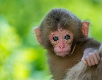 Tử vi tuổi Thân tháng 11/2021: tài chính bấp bênh