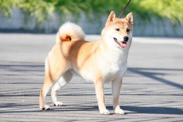 Tử vi tuổi Tuất tháng 12/2021: Cố gắng hết mình sẽ thành công