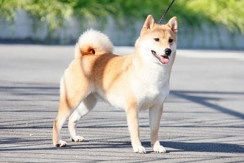 Tử vi tuổi Tuất tháng 12/2021: Cố gắng hết mình sẽ thành công
