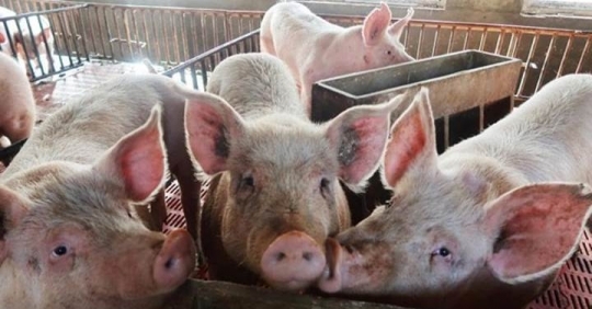 Giá heo hơi hôm nay (30/12) Tiếp tục tăng, chưa có dấu hiệu đi xuống trong những ngày tới