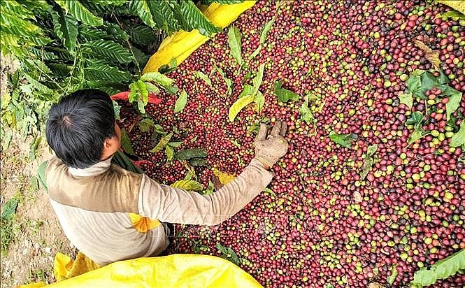Nông dân Kon Tum thu hái cà phê. Ảnh: TTXVN phát