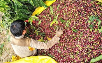 xuat khau ca phe viet vao thi truong nhat ban nhieu tiem nang rong lon