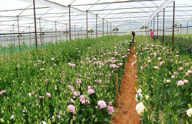 Đà Lạt nằm trong top 10 điểm ngắm hoa hàng đầu thế giới