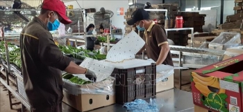 Nông sản Việt tìm cách chinh phục thị trường Hà Lan và Bắc Âu