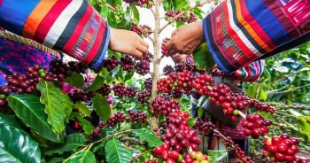 thuong hieu ca phe cua lao doat giai thuong dung dau chau a