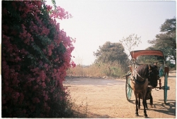 myanmar trai qua mua he nong nhat trong 50 nam