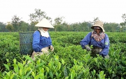 Doanh nghiệp Việt kiều tìm lối xuất ngoại cho nông sản Gia Lai