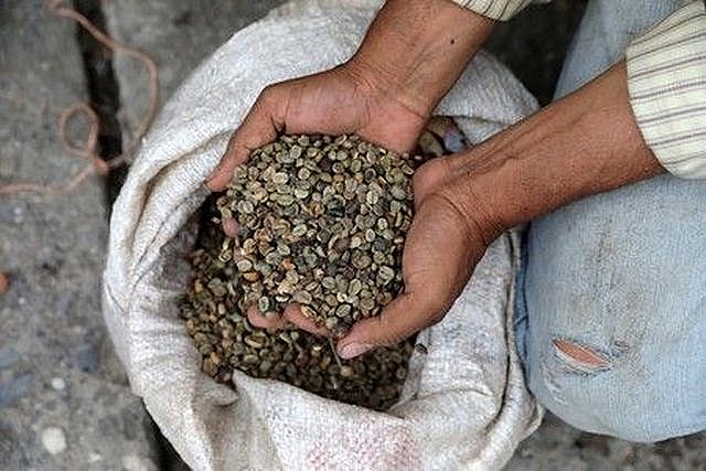 tien mat gia nguoi venezuela doi ca lay gao
