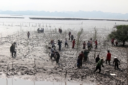 cay delonix hoang gia duoc chon trong nhan le trong cay tai khu vuon huu nghi cong vien hoa binh ha noi