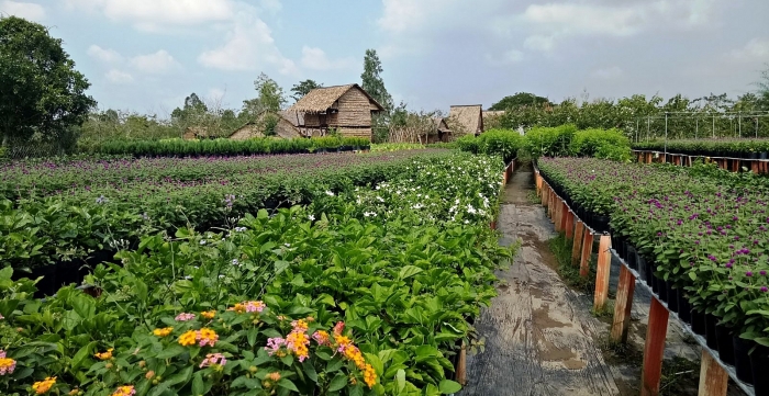 be ban chau au phai long homestay tre nua