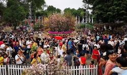 thang 32020 ngam hang tram cay anh dao nhat ban dua no giua thu do