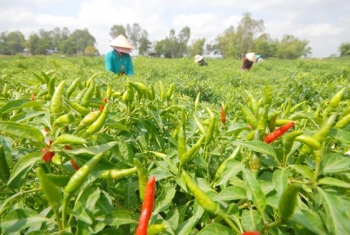 Rau và gia vị Việt rộng đường sang châu Âu